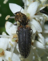Limonius auripilis