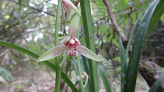 Cymbidium ensifolium