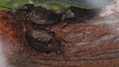 Antiteuchus tripterus