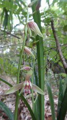 Cymbidium ensifolium