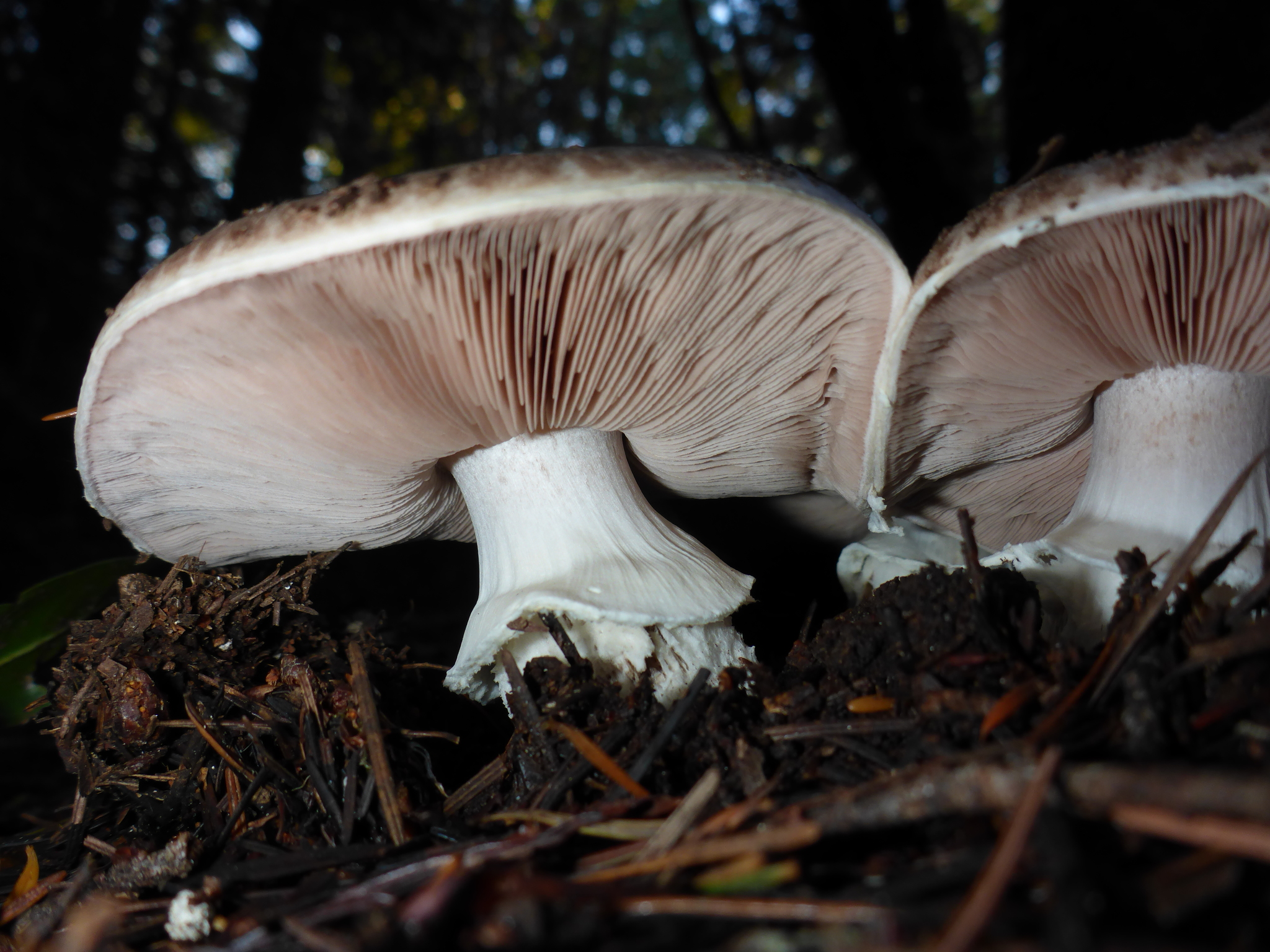 Agaricus hondensis image