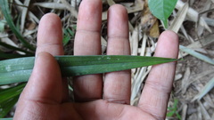 Cymbidium ensifolium