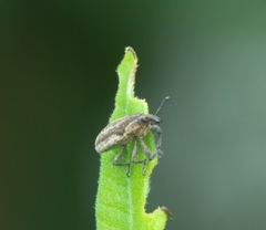 Lixus scrobicollis