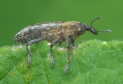 Lixus scrobicollis