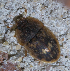 Lobiopa undulata