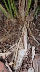 Cymbidium ensifolium