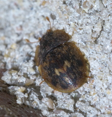 Lobiopa undulata