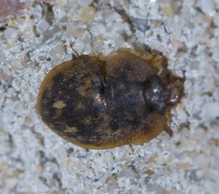 Lobiopa undulata