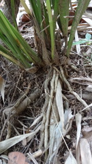 Cymbidium ensifolium