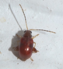 Longitarsus varicornis