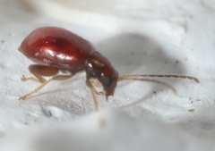 Longitarsus varicornis
