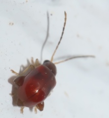 Longitarsus varicornis