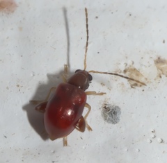 Longitarsus varicornis