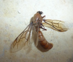 Dorylus fulvus