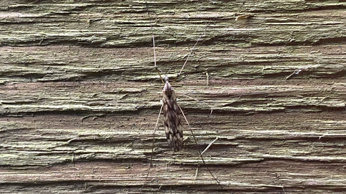 Unknown species found near Michigan St, Victoria, BC, CA
