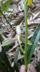 Cymbidium ensifolium