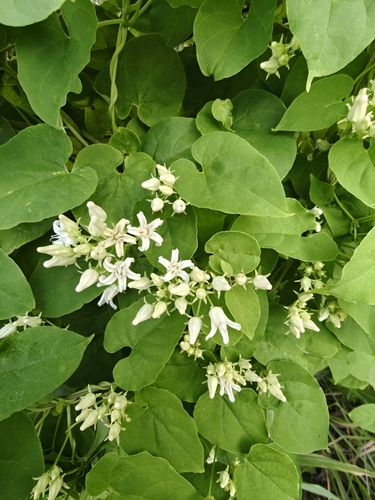 Mexican Swallow-Wort (Cynanchum ligulatum)