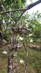 Dendrobium barbatulum