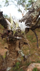 Dendrobium barbatulum