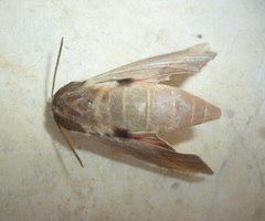 Theretra alecto