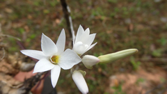 Dendrobium barbatulum