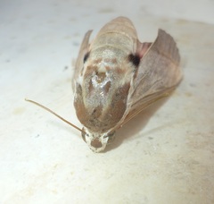Theretra alecto
