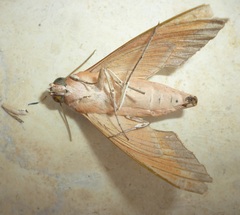 Theretra alecto
