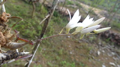 Dendrobium barbatulum
