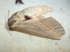 Theretra alecto