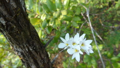 Dendrobium barbatulum
