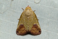 Asinduma exscripta