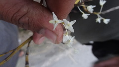 Dendrobium herbaceum