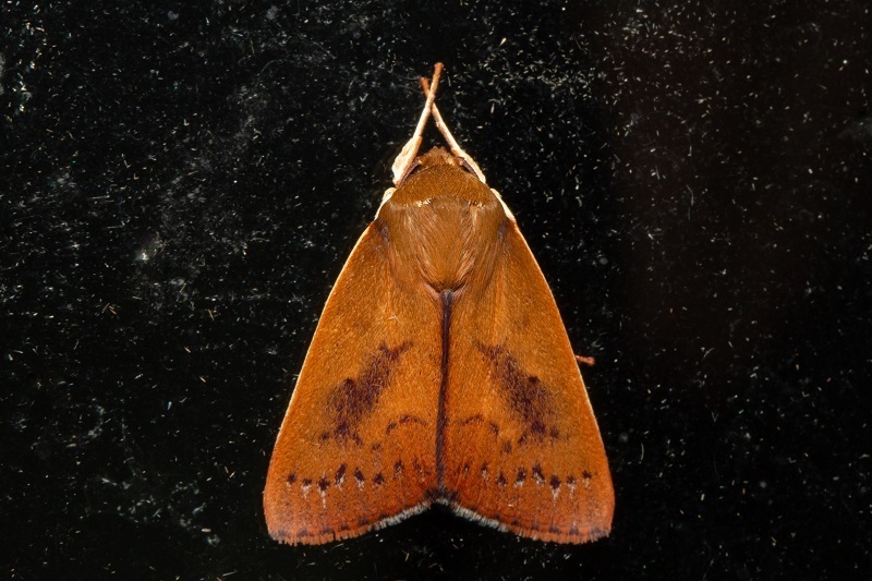 Calymera albimargo