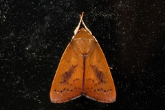 Calymera