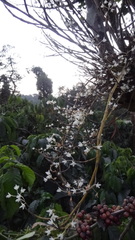 Dendrobium herbaceum