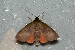 Calymera sabulosa