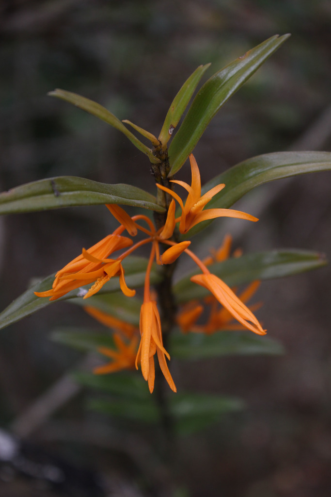 Dendrobium jerdonianum