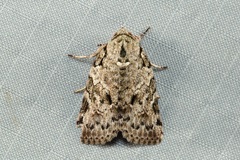 Characoma