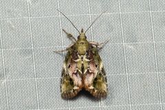 Chloethripa angulata