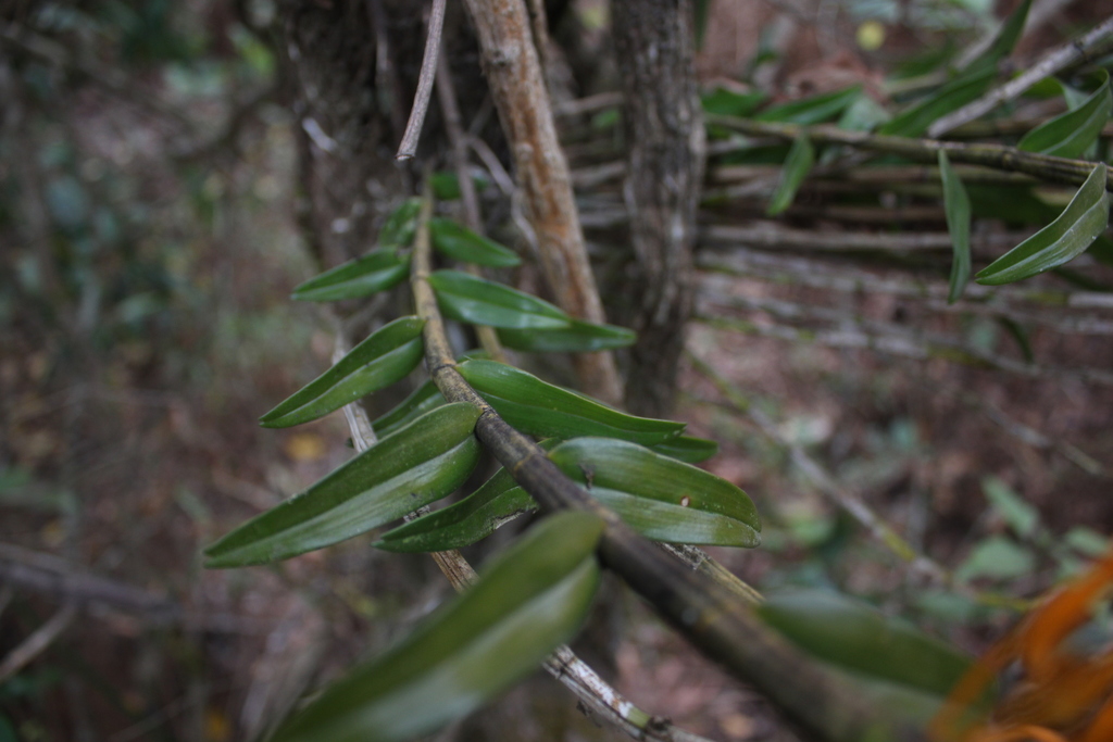 Dendrobium jerdonianum Wight 3