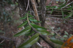Dendrobium jerdonianum