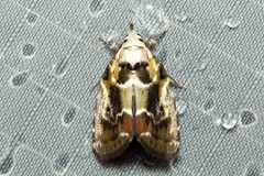 Chloethripa leucocephala