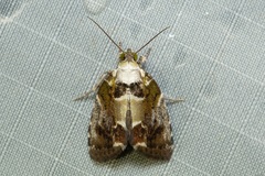 Chloethripa leucocephala