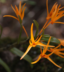 Dendrobium jerdonianum
