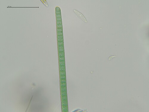 Phormidium chalybeum observed 2025-09-16