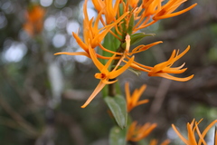 Dendrobium jerdonianum
