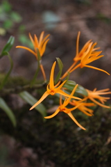 Dendrobium jerdonianum