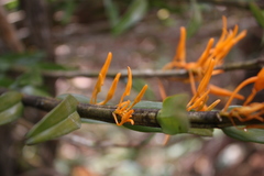 Dendrobium jerdonianum
