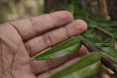 Dendrobium jerdonianum