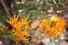 Dendrobium jerdonianum
